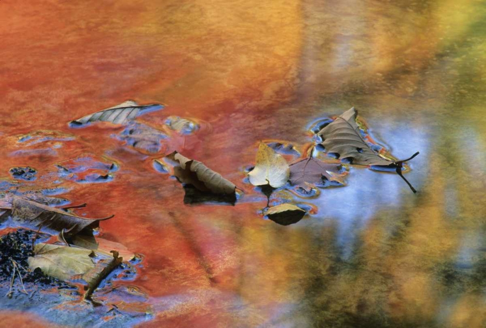 NY, Adirondack Mts Autumn reflections in stream art print by Nancy Rotenberg for $57.95 CAD