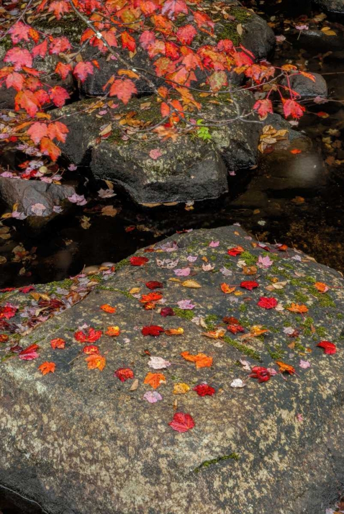 NY, Adirondack Mountains Autumn leaves on rock art print by Jay OBrien for $57.95 CAD
