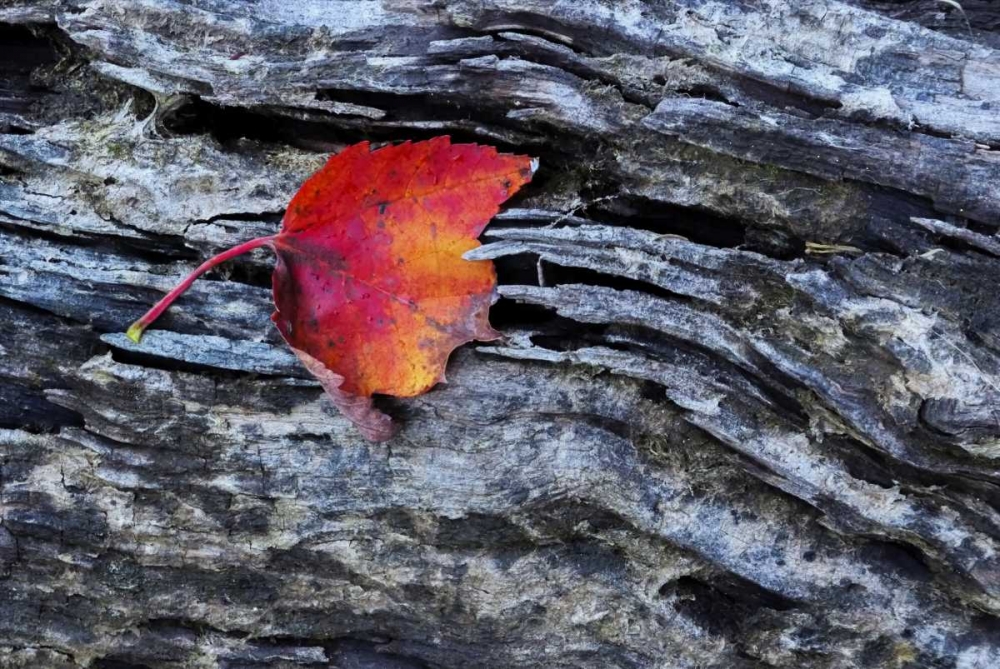 New York, Adirondack Mountains Leaf on dark rock art print by Jay OBrien for $57.95 CAD