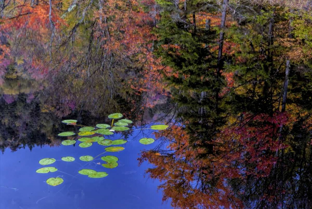 NY, Adirondack Mts Trees reflecting in water art print by Jay OBrien for $57.95 CAD