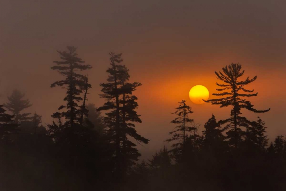 NY, Adirondack Mts Forest silhouette at sunset art print by Jay OBrien for $57.95 CAD