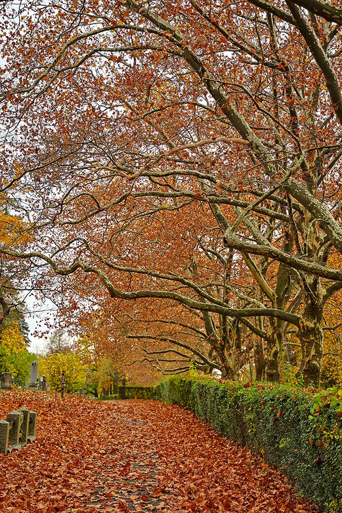 USA-Sleepy Hollow Sleepy Hollow Cemetery (PR) art print by Hollice Looney for $57.95 CAD
