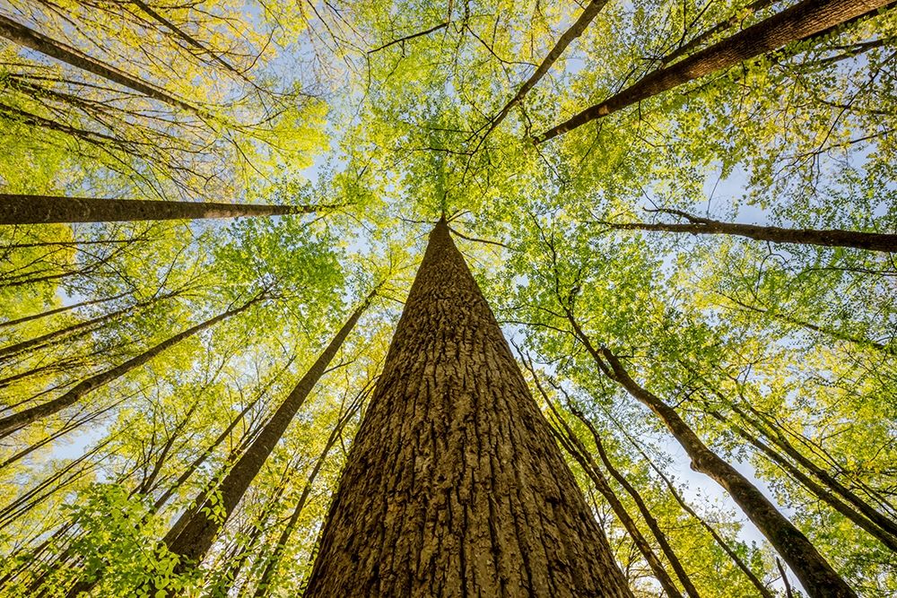 Wide angle view upward in the forest-Great Smoky Mountains National Park-North Carolina art print by Adam Jones for $57.95 CAD