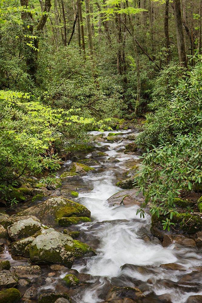 Cascading mountain stream-Great Smoky Mountains National Park-Tennessee-North Carolina art print by Adam Jones for $57.95 CAD