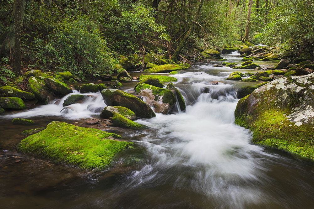 Cascading mountain stream-Great Smoky Mountains National Park-Tennessee-North Carolina art print by Adam Jones for $57.95 CAD