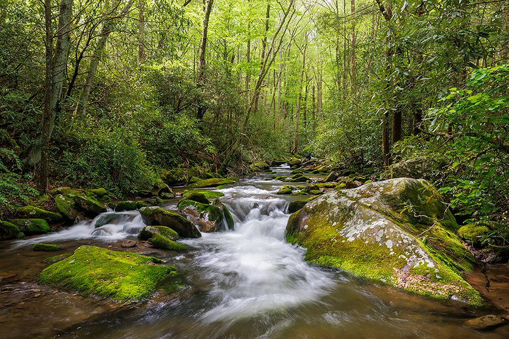 Cascading mountain stream-Great Smoky Mountains National Park-Tennessee-North Carolina art print by Adam Jones for $57.95 CAD