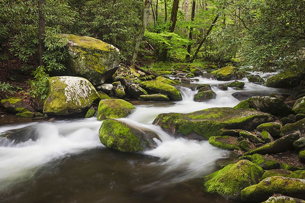 Cascading mountain stream-Great Smoky Mountains National Park-Tennessee-North Carolina art print by Adam Jones for $57.95 CAD