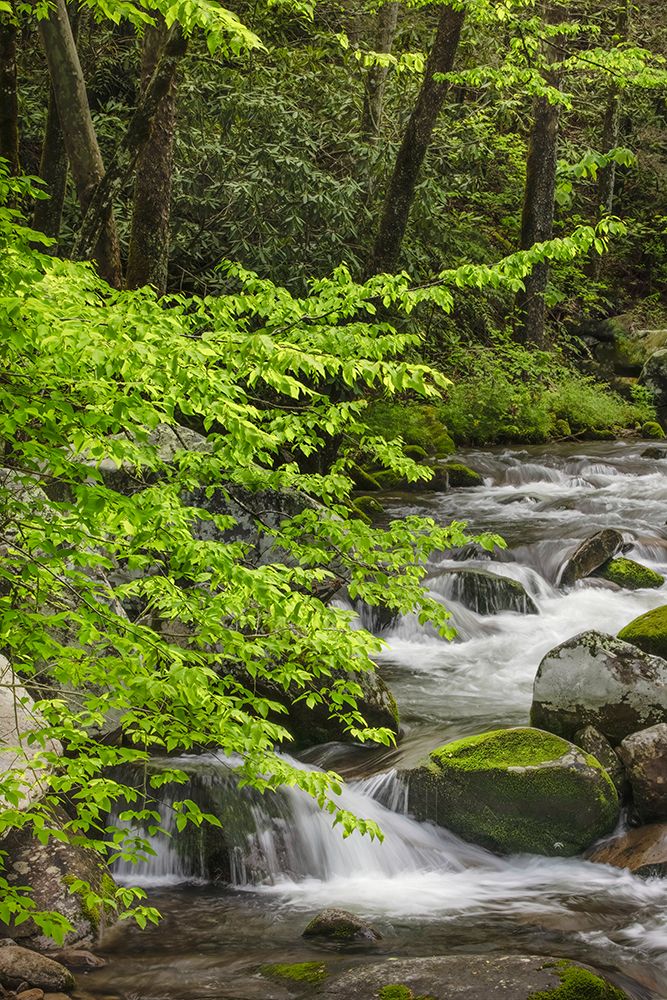 Cascading mountain stream-Great Smoky Mountains National Park-Tennessee-North Carolina art print by Adam Jones for $57.95 CAD