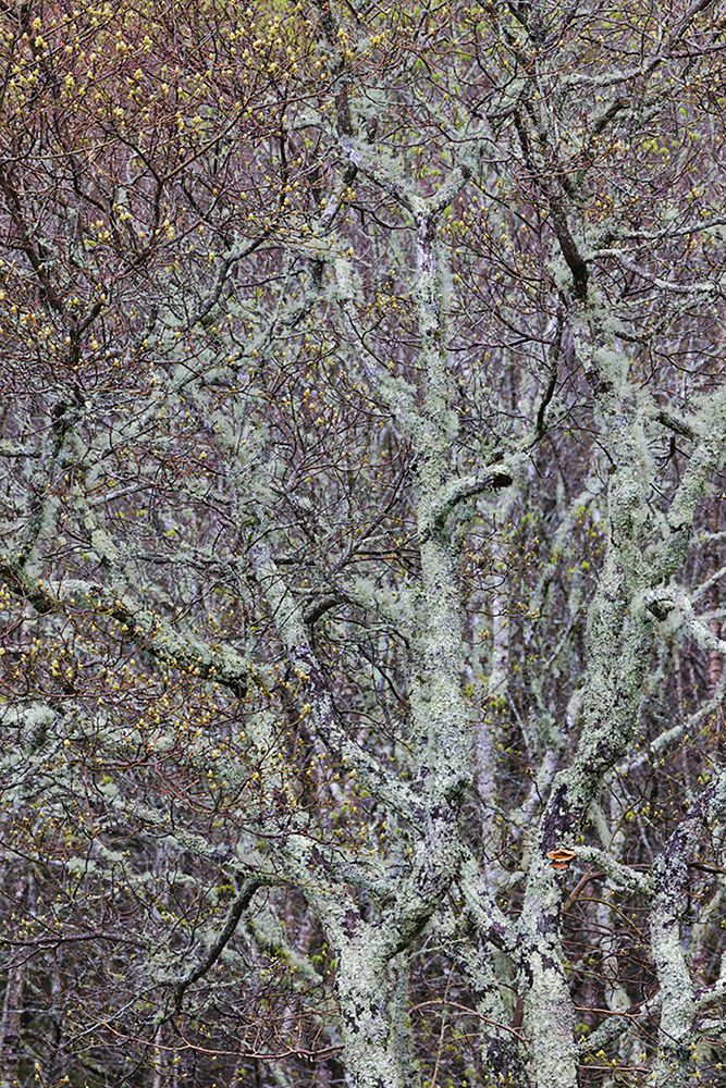 Lichen covered trees at high elevation-Great Smoky Mountains National Park-North Carolina art print by Adam Jones for $57.95 CAD