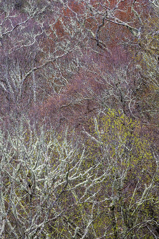 Lichen covered trees at high elevation-Great Smoky Mountains National Park-North Carolina art print by Adam Jones for $57.95 CAD