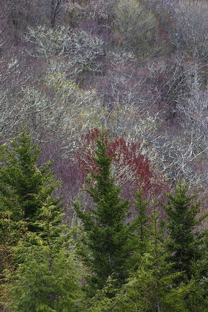Lichen covered trees at high elevation-Great Smoky Mountains National Park-North Carolina art print by Adam Jones for $57.95 CAD