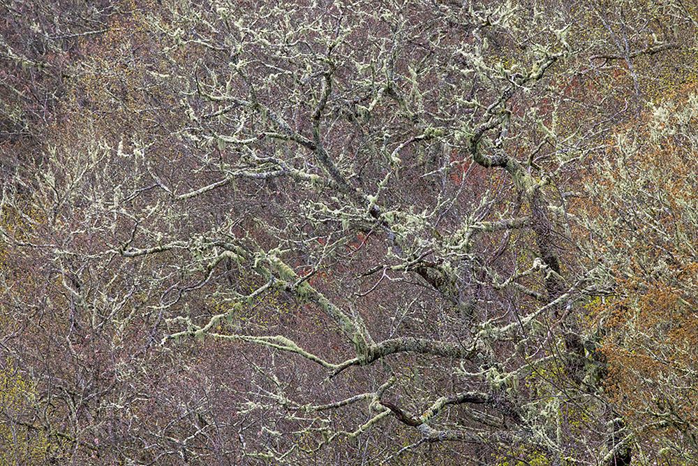 Lichen covered trees at high elevation-Great Smoky Mountains National Park-North Carolina art print by Adam Jones for $57.95 CAD