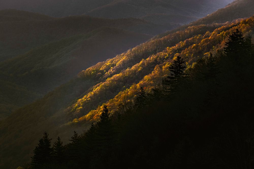 First light morning on early spring trees-Oconaluftee Valley-Great Smoky Mountains National Park art print by Adam Jones for $57.95 CAD