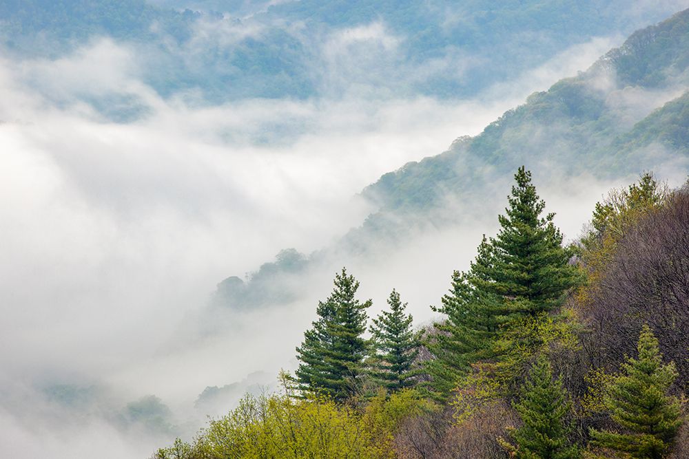 Morning spring view of Oconaluftee Valley with rising mist-Great Smoky Mountains NP-NC art print by Adam Jones for $57.95 CAD