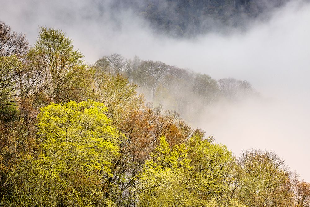 Mist rising from tapestry of blooming trees in spring-Great Smoky Mountains NP-NC art print by Adam Jones for $57.95 CAD