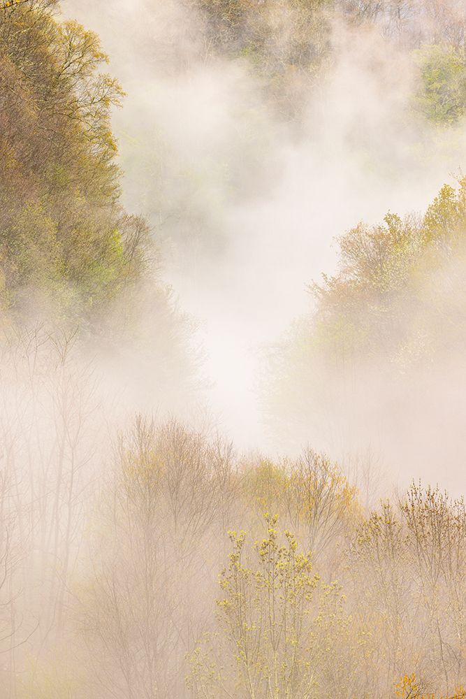 Mist rising from tapestry of blooming trees in spring-Great Smoky Mountains NP-NC art print by Adam Jones for $57.95 CAD