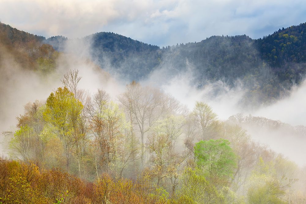 Mist rising from tapestry of blooming trees in spring-Great Smoky Mountains NP-NC art print by Adam Jones for $57.95 CAD