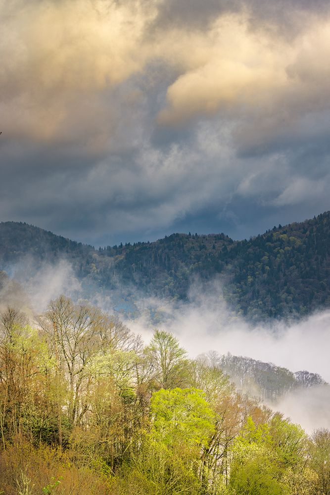 Mist rising from tapestry of blooming trees in spring-Great Smoky Mountains NP-NC art print by Adam Jones for $57.95 CAD