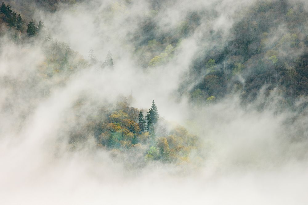 Mist rising from tapestry of blooming trees in spring-Great Smoky Mountains NP-NC art print by Adam Jones for $57.95 CAD