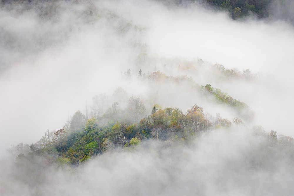Mist rising from tapestry of blooming trees in spring-Great Smoky Mountains NP-NC art print by Adam Jones for $57.95 CAD