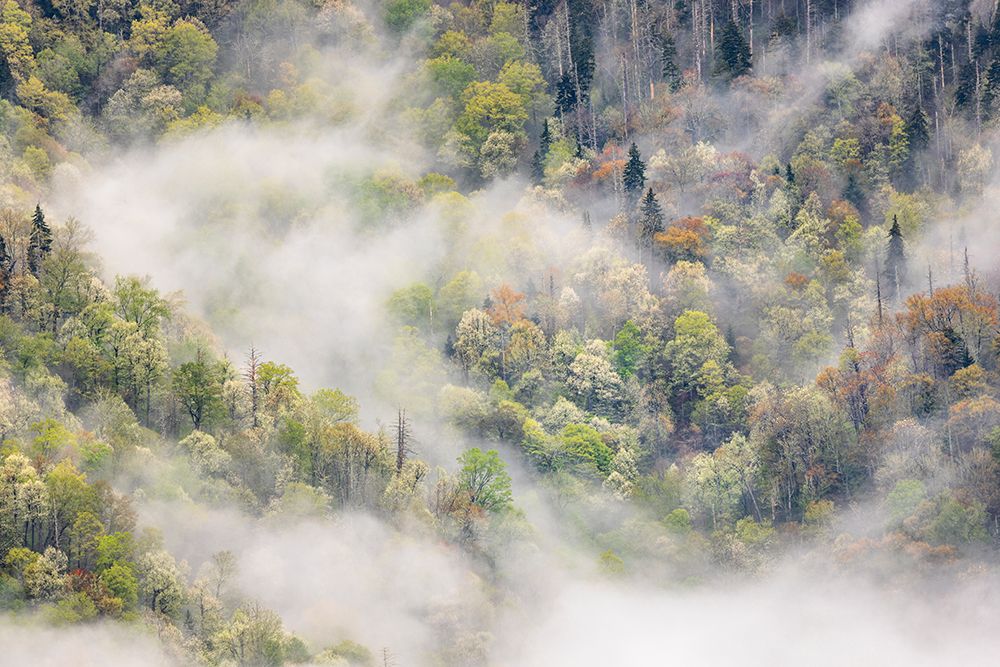 Mist rising from tapestry of blooming trees in spring-Great Smoky Mountains NP-NC art print by Adam Jones for $57.95 CAD