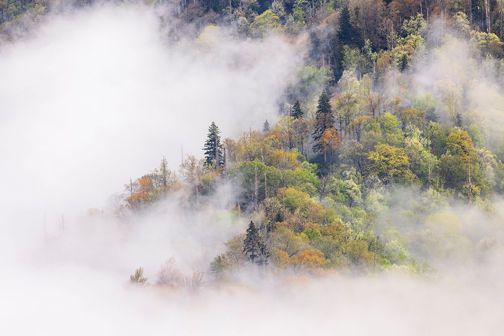 Mist rising from tapestry of blooming trees in spring-Great Smoky Mountains NP-NC art print by Adam Jones for $57.95 CAD