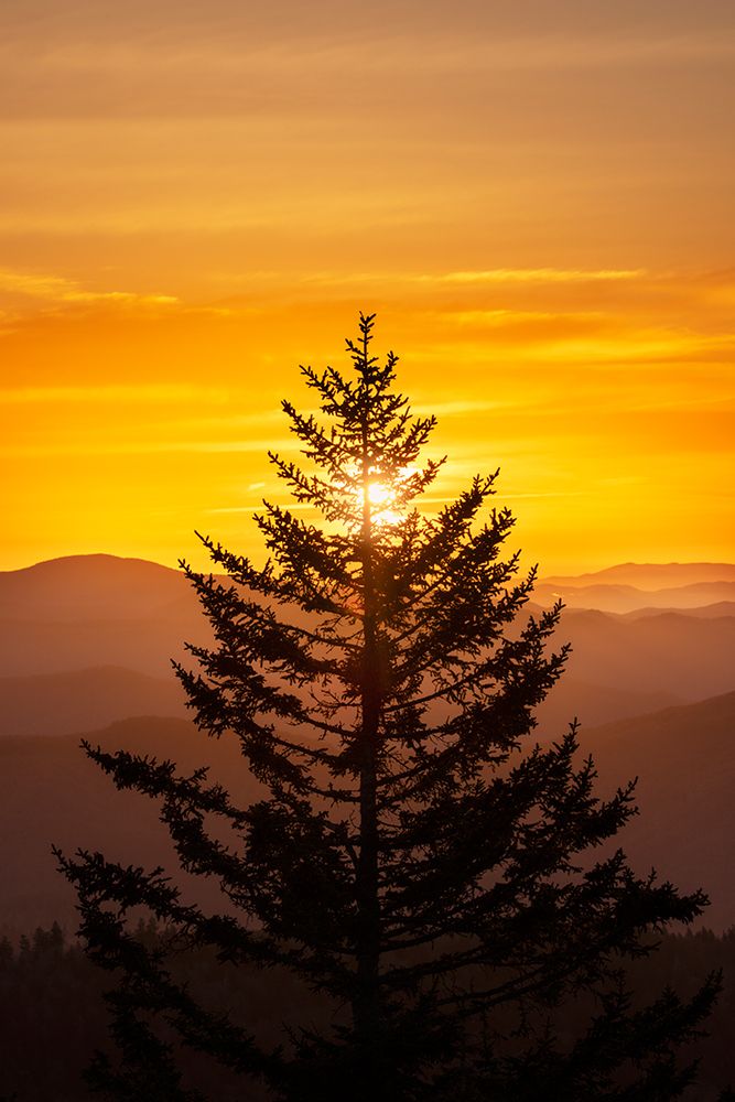Tree silhouetted at sunrise-Great Smoky Mountains NP-NC art print by Adam Jones for $57.95 CAD
