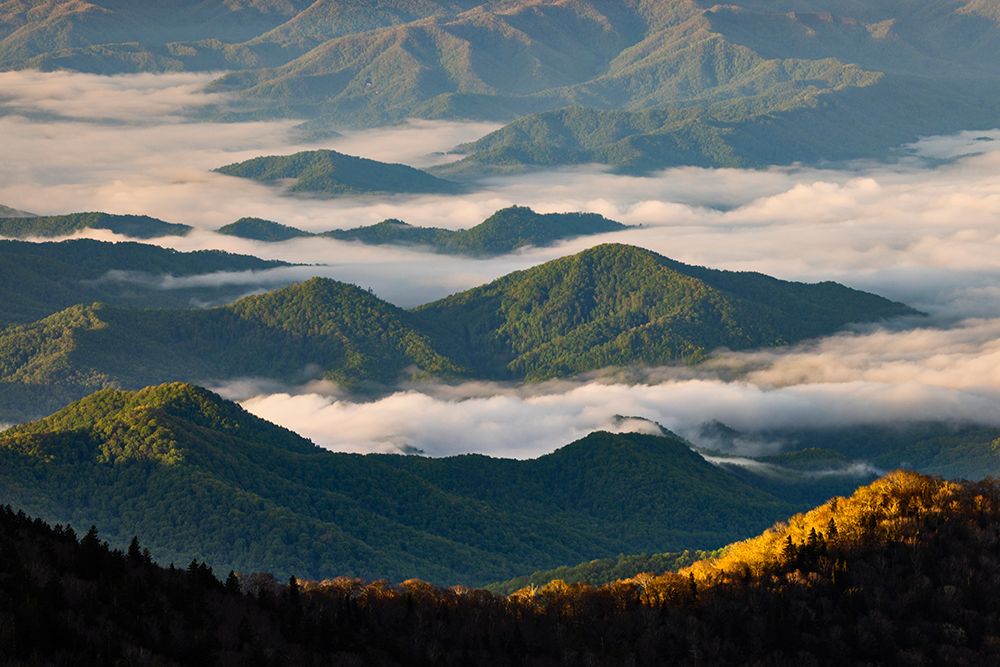 Early morning spring mountains and mist-from Clingmans Dome area-Great Smoky Mountains NP-NC art print by Adam Jones for $57.95 CAD