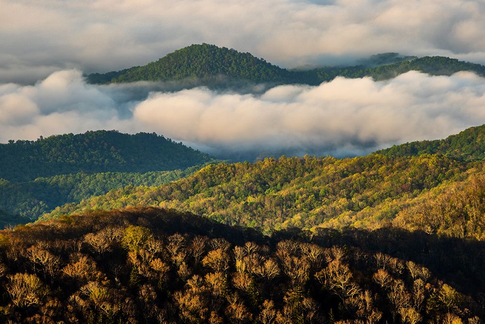 Early morning spring mountains and mist-from Clingmans Dome area-Great Smoky Mountains NP-NC art print by Adam Jones for $57.95 CAD