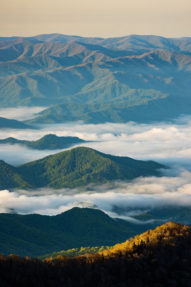 Early morning spring mountains and mist-from Clingmans Dome area-Great Smoky Mountains NP-NC art print by Adam Jones for $57.95 CAD