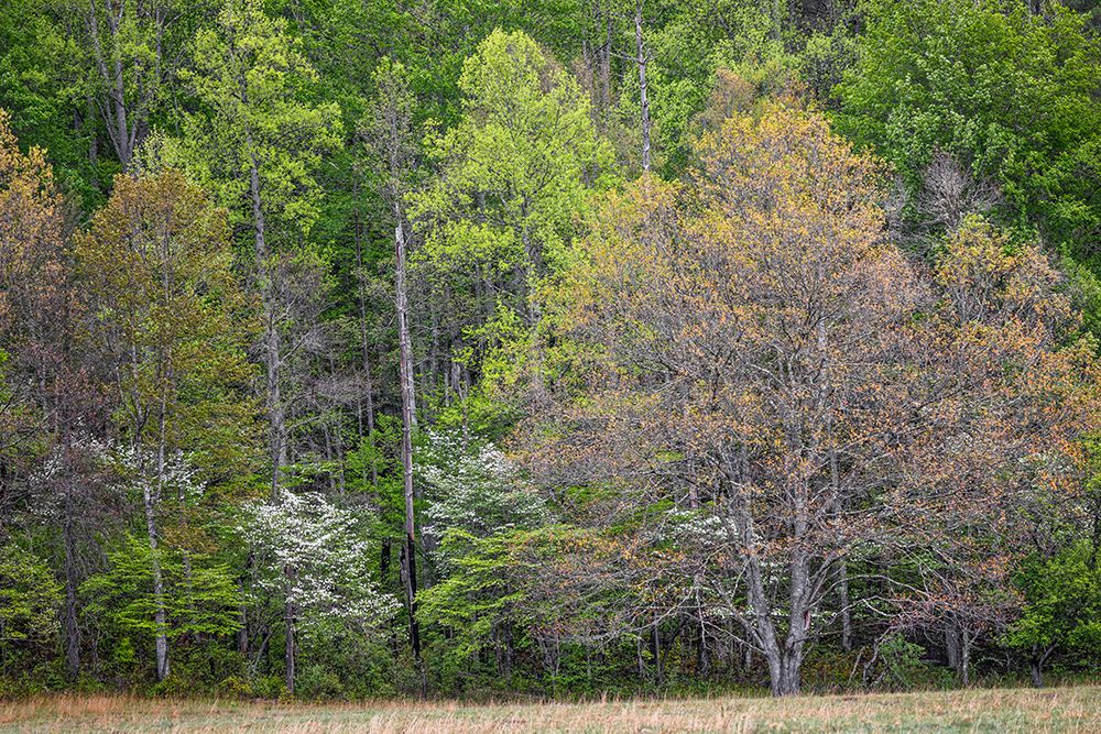 Forest in early spring bloom-historic Cataloochee Valley-Great Smoky Mountains NP-NC art print by Adam Jones for $57.95 CAD