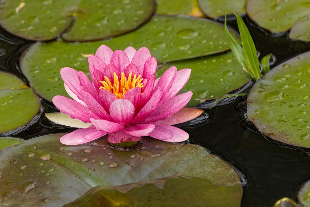 Pink and white hybrid water lily-North Carolina art print by Adam Jones for $57.95 CAD