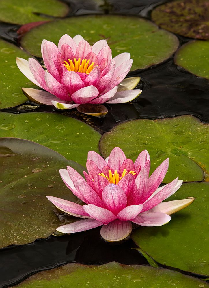 Pink and white hybrid water lily-North Carolina art print by Adam Jones for $57.95 CAD