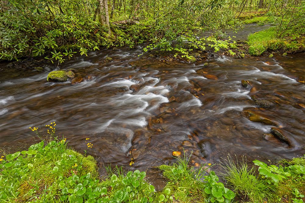 Cataloochee Creek in spring-Cataloochee Valley-Great Smoky Mountains NP-North Carolina art print by Adam Jones for $57.95 CAD