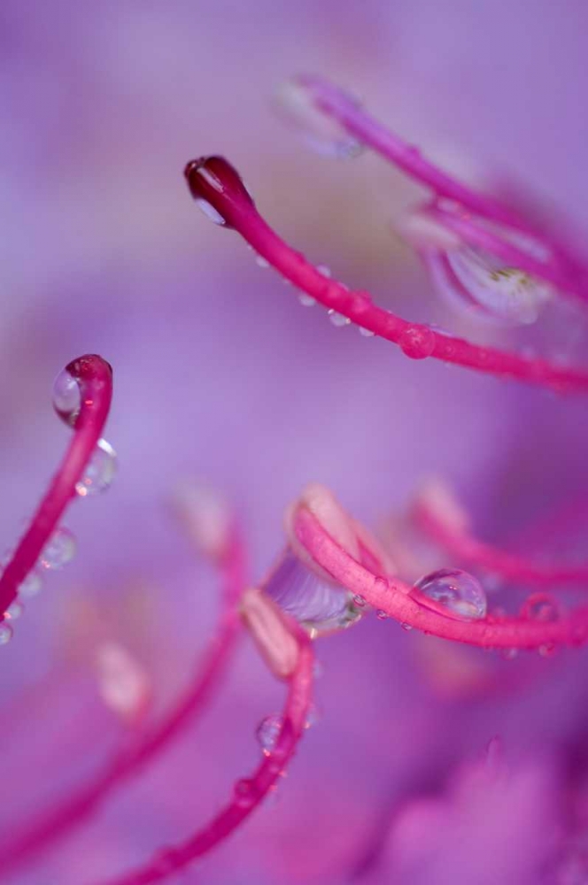 North Carolina Catawba rhododendron with dew art print by Nancy Rotenberg for $57.95 CAD