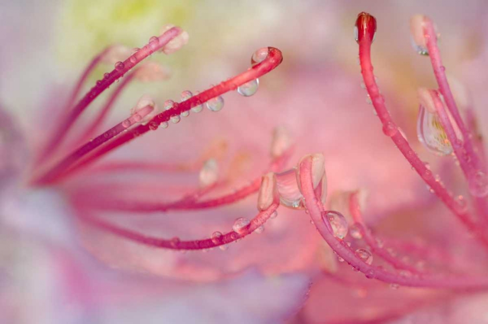 North Carolina Catawba rhododendron with dew art print by Nancy Rotenberg for $57.95 CAD