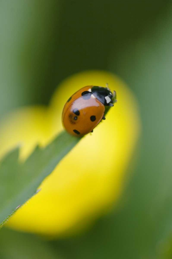 USA, North Carolina, Ladybug on tip of leaf art print by Nancy Rotenberg for $57.95 CAD