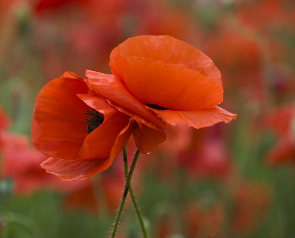 North Carolina Red poppies intertwined in field art print by Nancy Rotenberg for $57.95 CAD