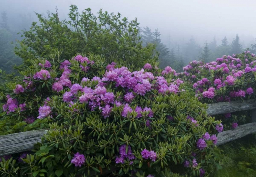 NC, Roan Mt Catawba rhododendrons along fence art print by Nancy Rotenberg for $57.95 CAD