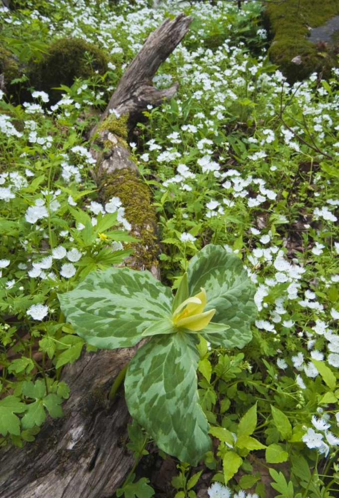 North Carolina, Great Smoky Mts Trillium flowers art print by Nancy Rotenberg for $57.95 CAD