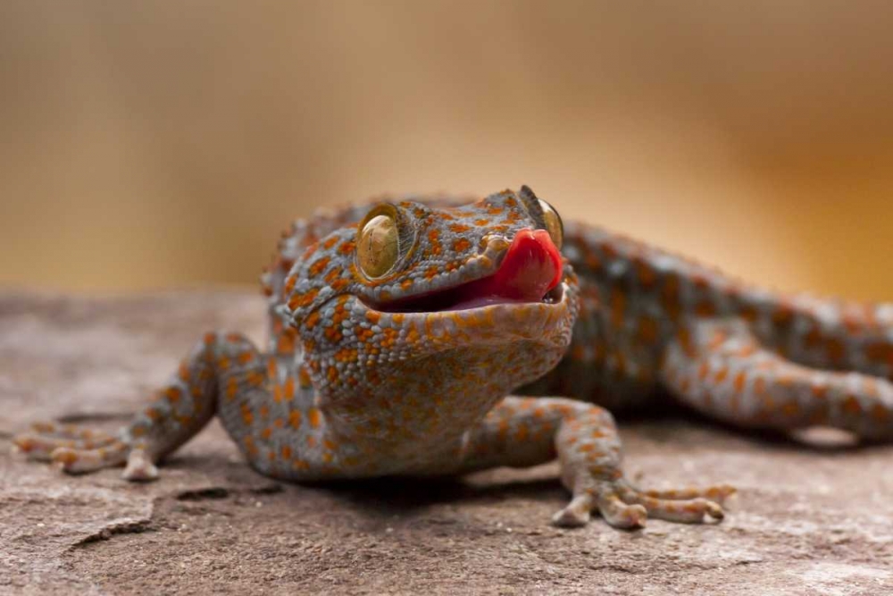 North Carolina Close-up of tokay gecko on rock art print by Cathy and Gordon Illg for $57.95 CAD