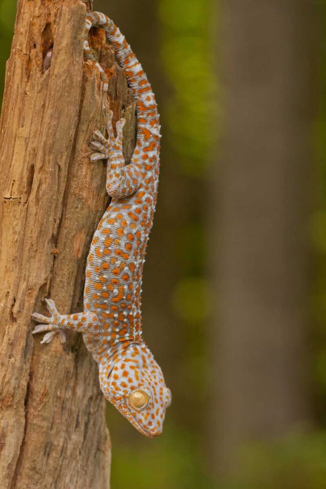 USA, North Carolina Tokay gecko on a tree stump art print by Cathy and Gordon Illg for $57.95 CAD