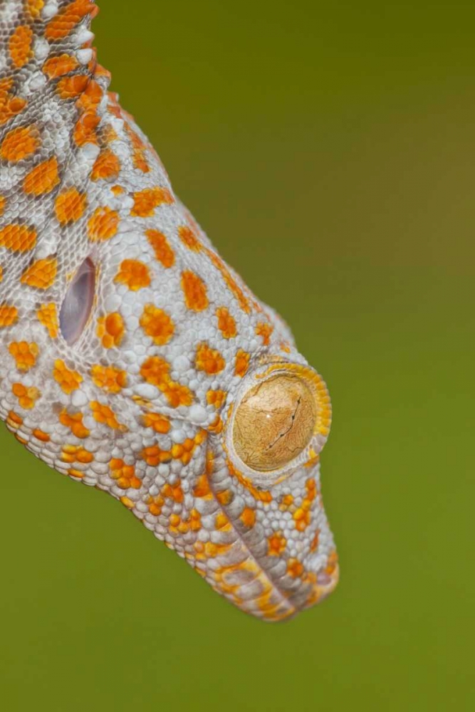 North Carolina Close-up of tokay geckos head art print by Cathy and Gordon Illg for $57.95 CAD