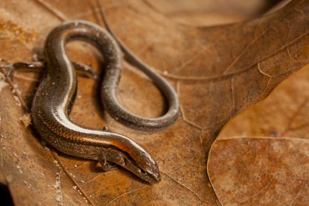 USA, North Carolina Close-up of ground skink art print by Cathy and Gordon Illg for $57.95 CAD