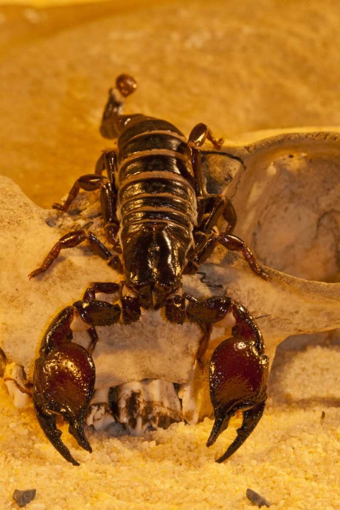 North Carolina Tasmanian red-clawed scorpion art print by Cathy and Gordon Illg for $57.95 CAD