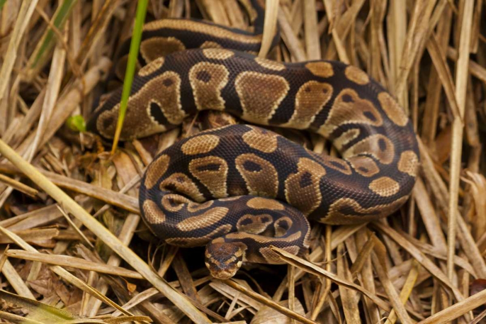 USA, North Carolina Ball python in dried grass art print by Cathy and Gordon Illg for $57.95 CAD
