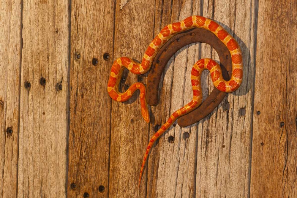 North Carolina Amelanistic corn snake art print by Cathy and Gordon Illg for $57.95 CAD