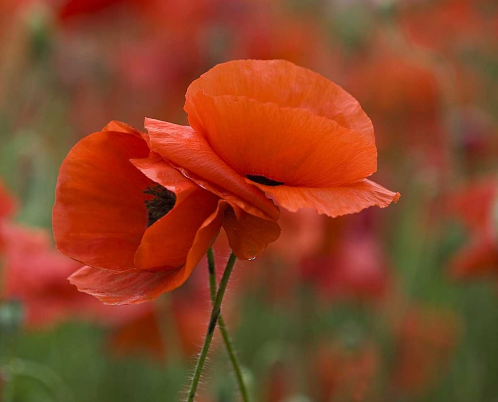 USA, North Carolina Close-up of poppy art print by Nancy Rotenberg for $57.95 CAD