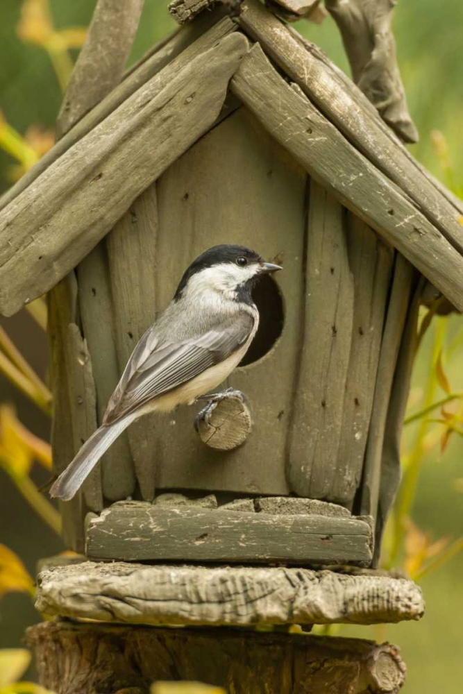 North Carolina, Carolina chickadee at birdhouse art print by Cathy and Gordon Illg for $57.95 CAD