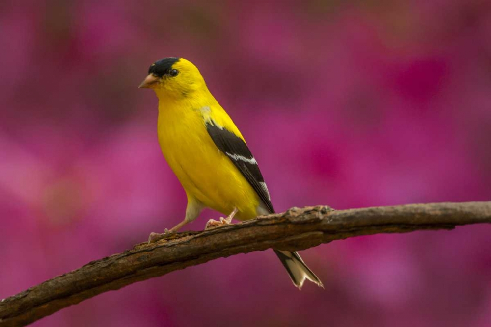 North Carolina, Guilford Co American goldfinch art print by Cathy and Gordon Illg for $57.95 CAD